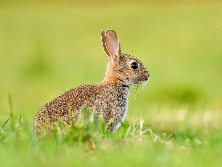 Как назвать зайца. Заяц в фольклоре. Hare and Rabbit. Заяц ООО. Почему зайца зовут зайцем