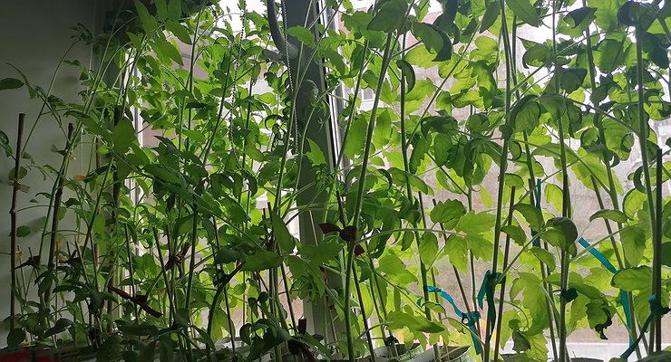 For potatoes and tomatoes: employees of Russian car factories began to divide land