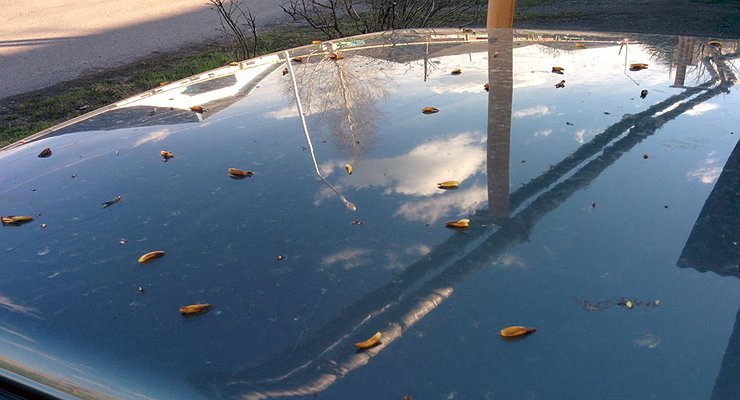 How categorically it is impossible to clean the body of poplar buds and lime nectar