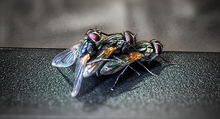 5 insects in the car interior that can make you come to the hospital