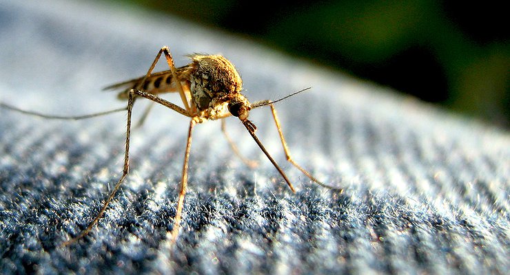 Magic circle: how to protect the interior of the car from mosquitoes and horseflies?