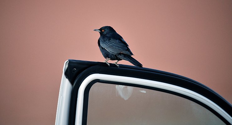 Why the doors of used cars have an annoying “click” and how to solve the problem?