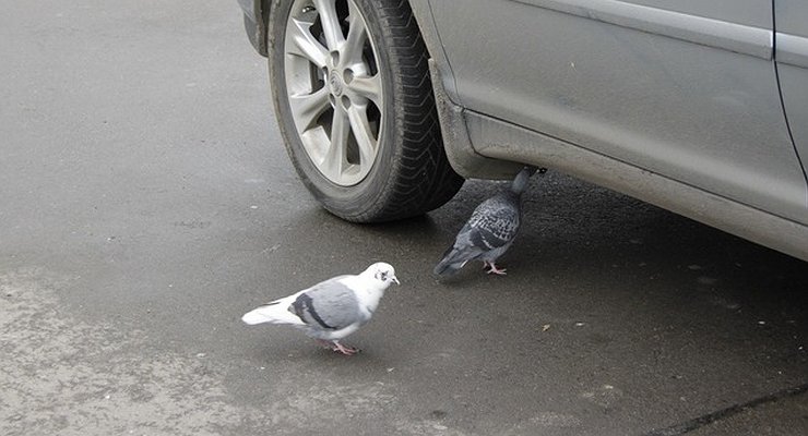 Grandma’s favour: why birds are no longer afraid of cars