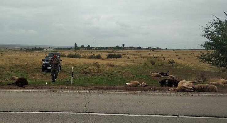 In the Rostov region, LADA Largus driver crushed a flock of sheep