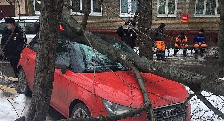 City officials have “solved” the problem of trees falling on cars with miracle sensors