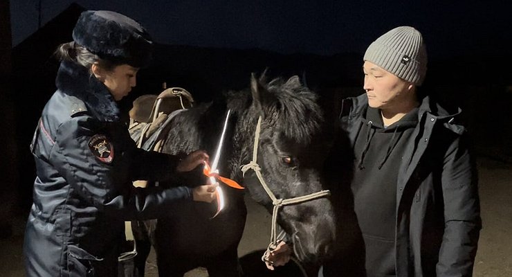 Just like little children: traffic police Tuvan dressed cows in reflective “vests”