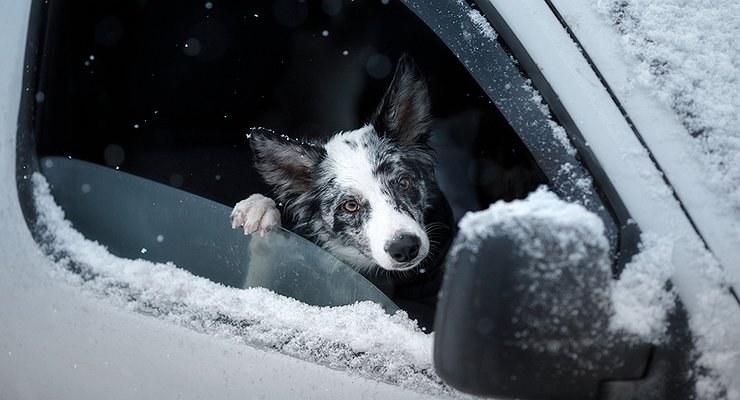 What “autochemicals” should be carried by the owners of cats and dogs