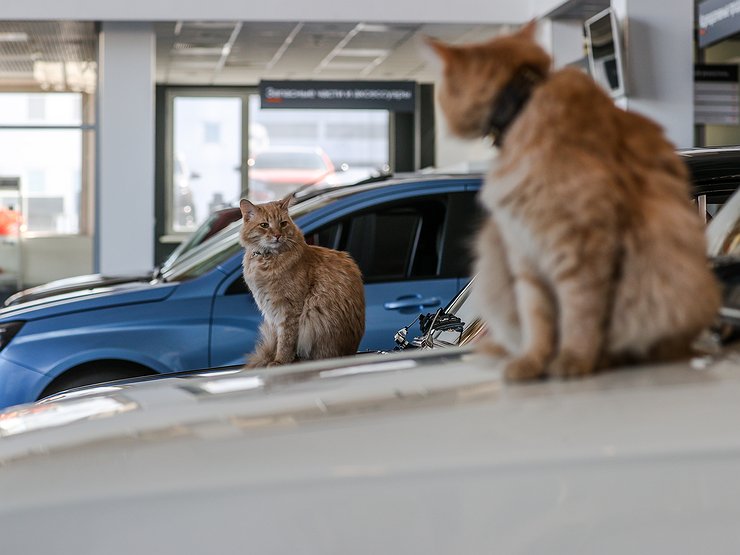 Продажи китайских автомобилей в россии 2023