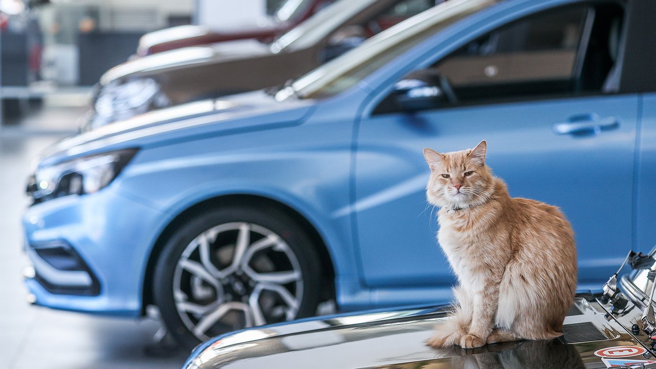 February of changes: Chinese cars are taking over the market, but LADA is still holding its own