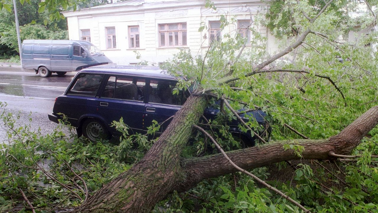 Under what trees it is absolutely impossible to leave a car with the onset of heat