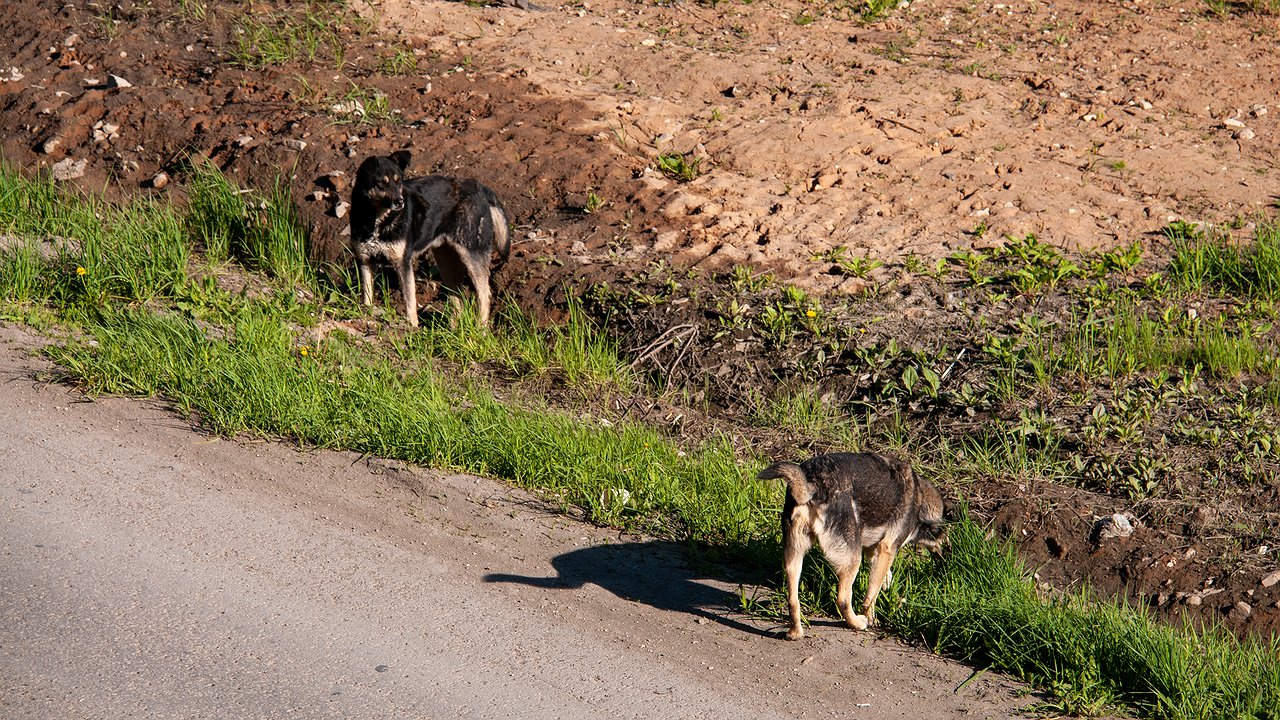 You cannot do without the traffic police: what to do if you hit a wild boar or a stray dog