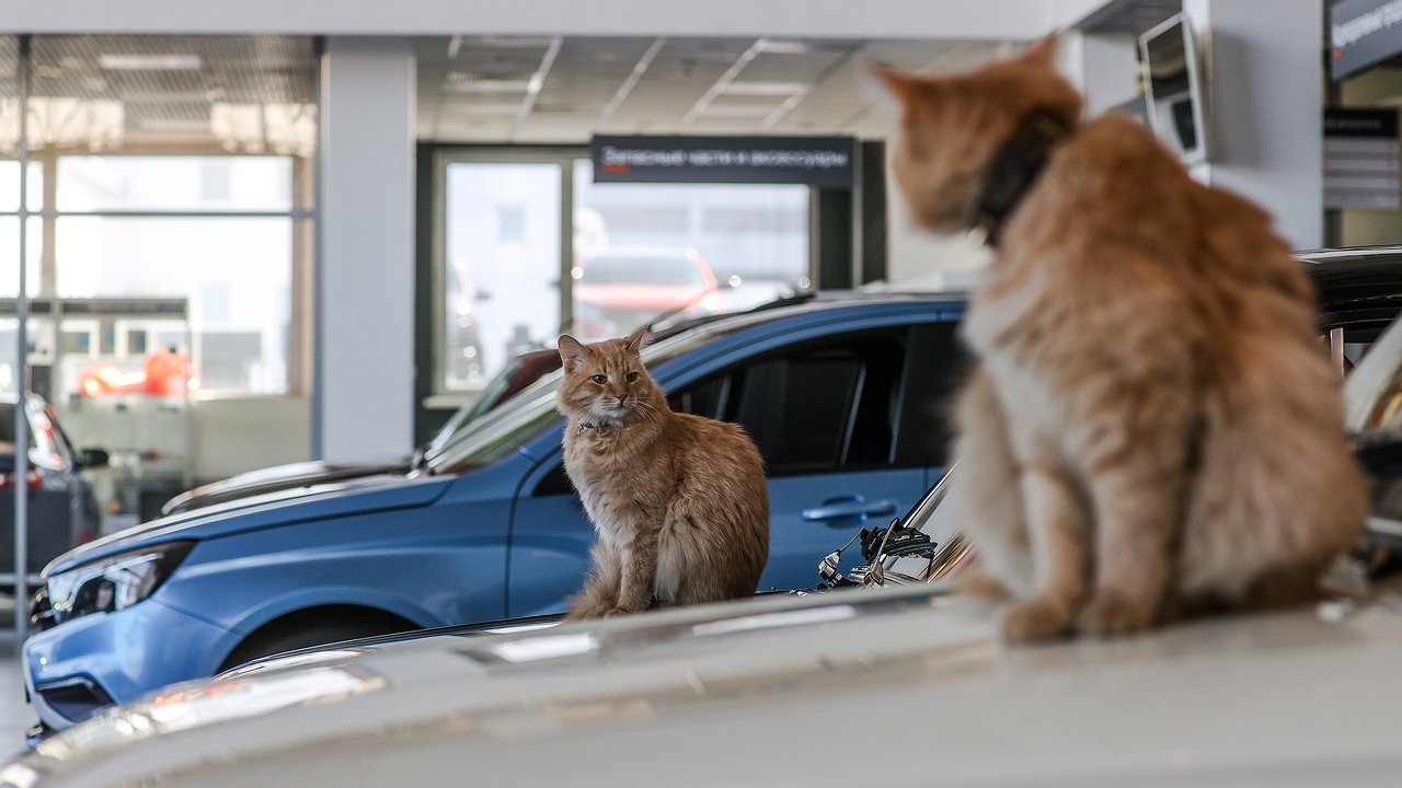 “Black August” 2023: Three problems will end the Russian car market