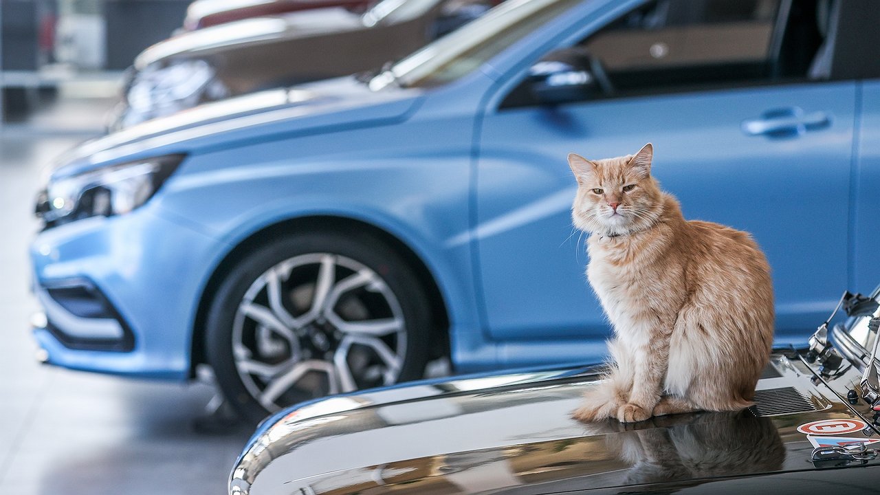 Delegates proposed issuing certificates for the purchase of cars to young families