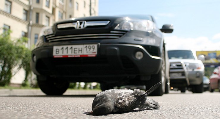 3 народных способа быстро и без последствий удалить следы птичьего помета с кузова авто