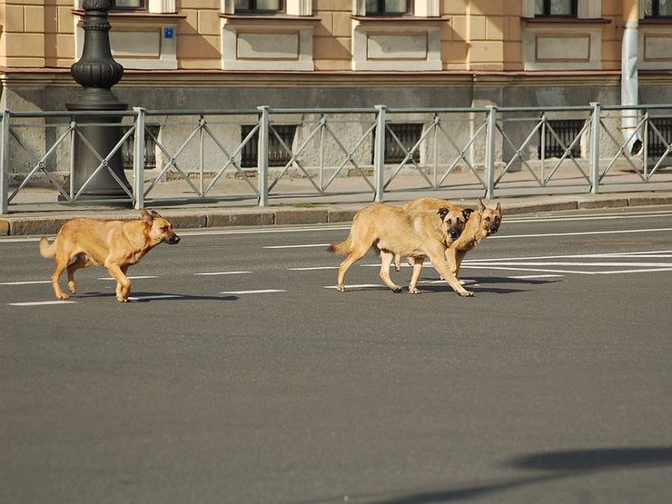 Если собака погибла