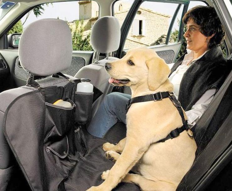 Как накажут водителя за неправильную перевозку собаки или кошки