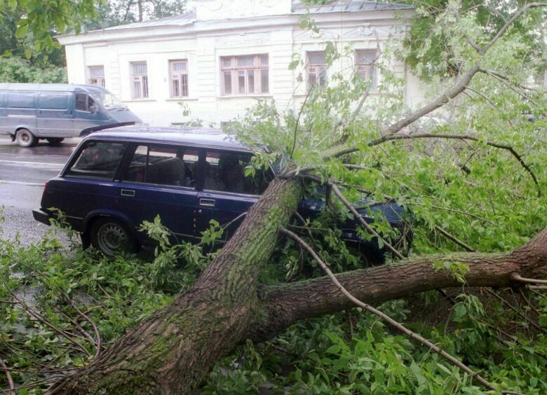 Изображение Под какими деревьями категорически нельзя оставлять авто с наступлением тепла