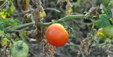 Тушите свет: как рекордная засуха окончательно добьет европейский автопром