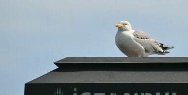 Параллельный импорт через Турцию в Россию заработал по обходным схемам