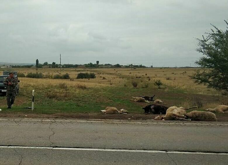 Изображение В Ростовской области водитель LADA Largus раздавил стадо баранов
