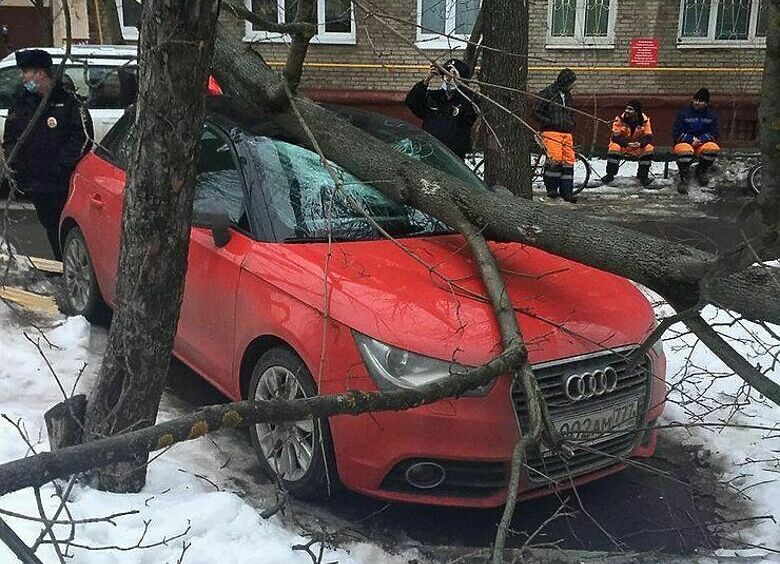 Изображение Столичные чиновники «решили» проблему падающих на автомобили деревьев чудо-датчиками