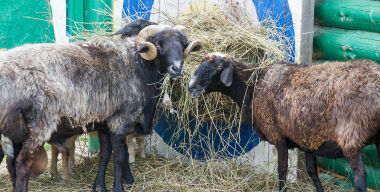 Тракториста-нарушителя «выкупили» у патруля ДПС за двух баранов