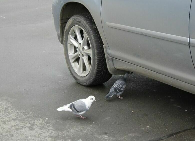 Изображение Бабушкина услуга: почему птицы перестали бояться автомобилей