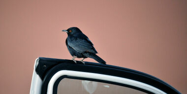 Почему мерзко «щелкают» двери подержанных авто и как решить проблему