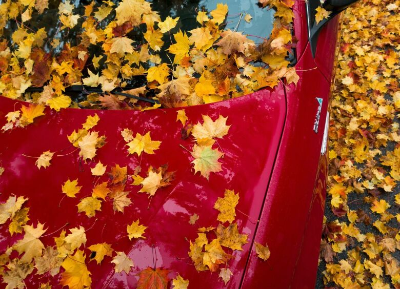 Изображение Почему машину нужно тщательно очищать от опавшей листвы