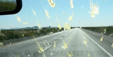 Мухи достали: избавляемся от насекомых на лобовом стекле по-деревенски