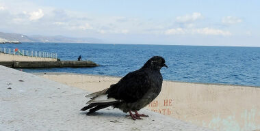 Почему лучше отказаться от отпуска в Сочи на автомобиле