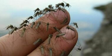 Не зуди: какое «хитрое» средство от комаров положить в автомобильную аптечку