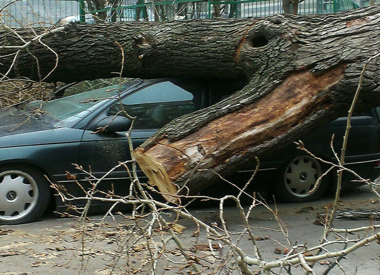Изображение Как заставить ГБУ «Жилищник» возместить ущерб от упавшего на машину дерева
