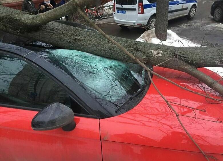 Изображение Деревья падают на автомобили не из-за снега, а по вине властей