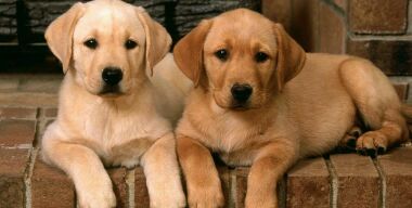 Кинологи рассказали, в честь каких машин россияне называют собак