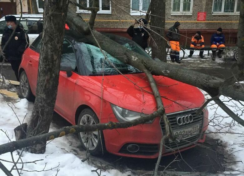 Изображение Без шансов: кто заплатит за ремонт, если на автомобиль упало дерево