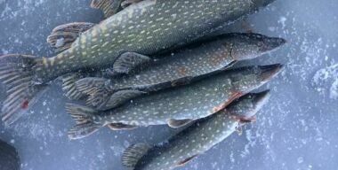 Разматываем удочки: куда поехать на авто в Подмосковье на зимнюю рыбалку