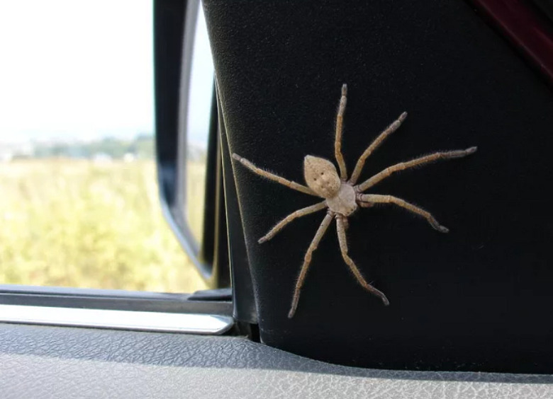 Изображение Как защититься от пауков в машине