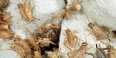 Фото stopklopu.com