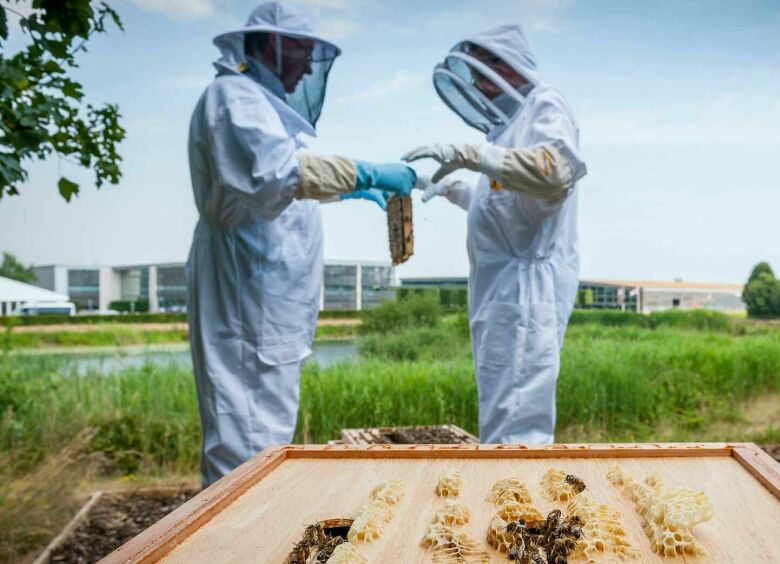 Изображение На заводе Rolls-Royce во время пандемии работают настоящие пчелы