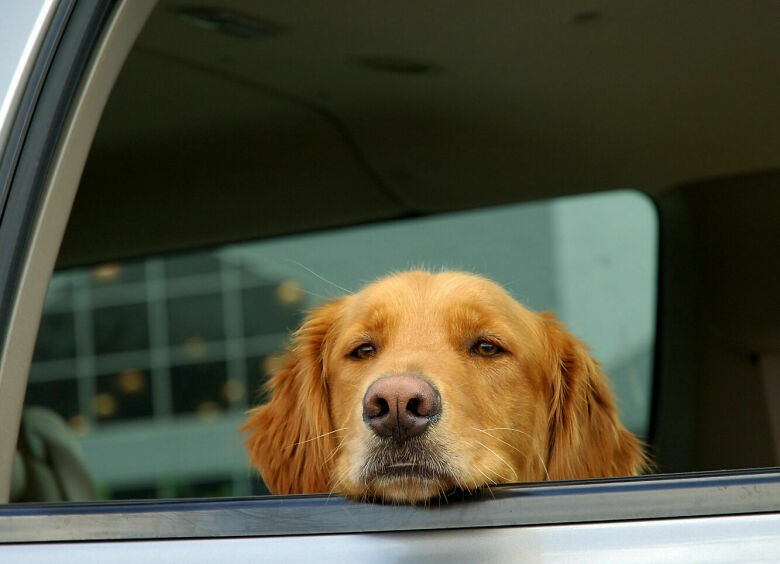 Изображение Собачьи похороны: как страховщики делают деньги на путешествующих в машине животных