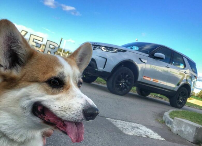 Изображение Land Rover создал автомобили для собак