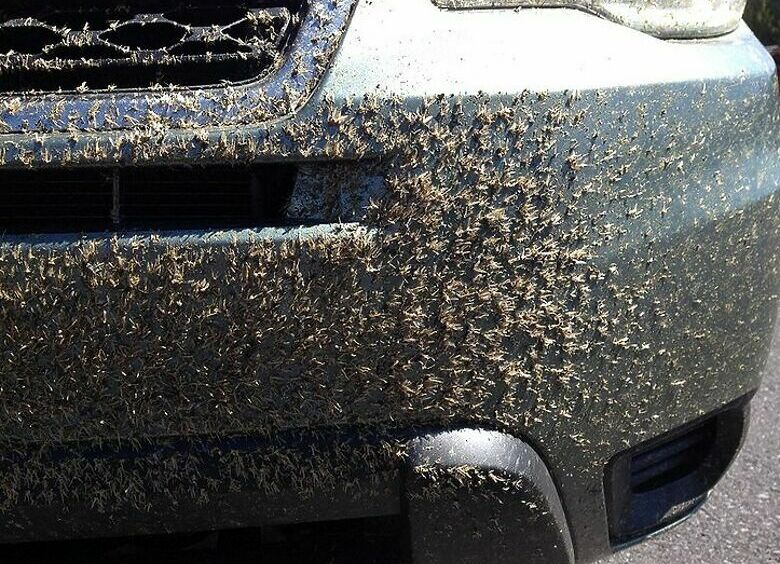 Изображение Какой очиститель лучше и быстрее удаляет следы насекомых с кузова машины