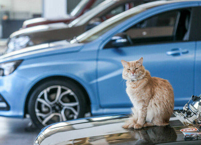 Изображение Москвичи перешли на покупку авто в онлайне