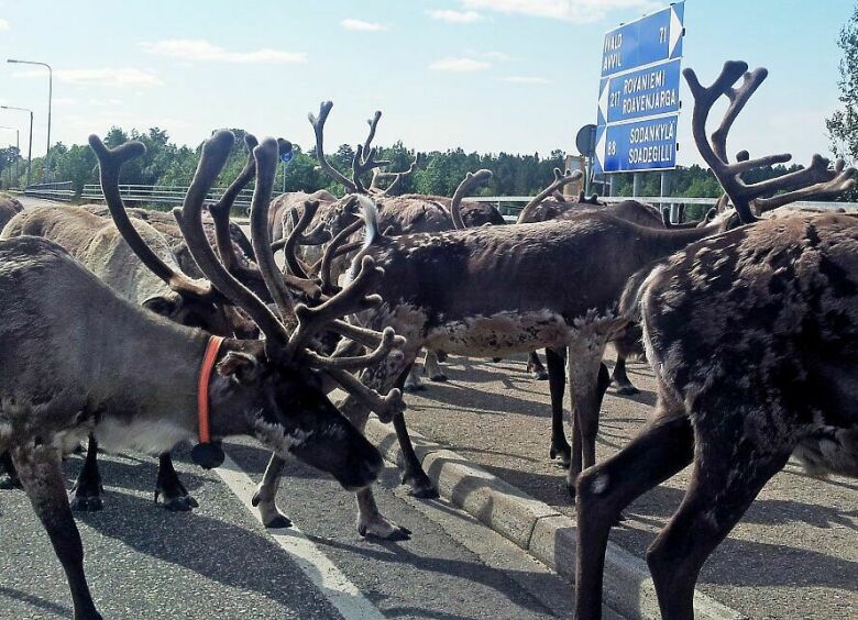 Изображение Как избежать встречи с оленем на дороге