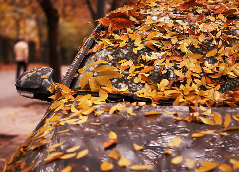 Изображение Почему осенью опасно оставлять машину под деревом