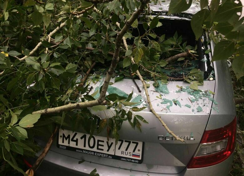 Изображение Что делать владельцу поврежденной или уничтоженной поваленным деревом машины