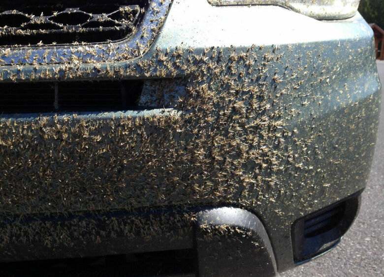 Изображение Как защитить машину от насекомых и камней на трассе