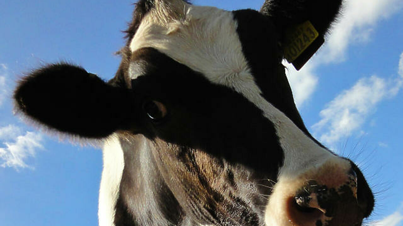 Сколько Стоит Корова Живая 2025 Цена