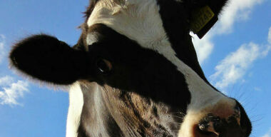 Как сбить пять коров и остаться в живых